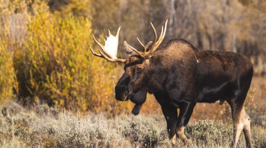 Group says wind turbine development putting moose at risk in NS