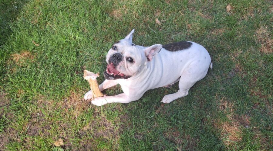 Residents trying to shut down Shubie off-leash dog park
