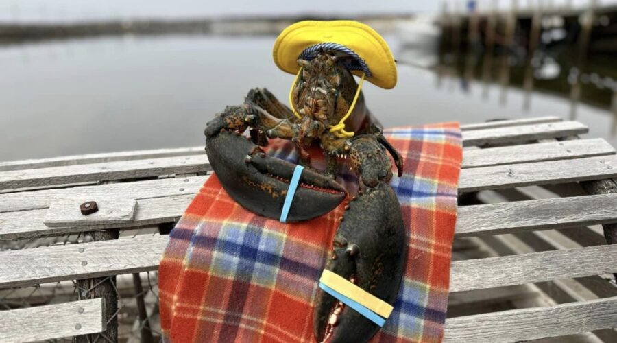Lucy The Lobster Predicts An Early Spring!
