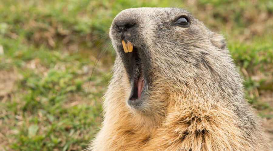 Shubie Sam Has Pre-Declared What He Believes Will Happen On Groundhog Day