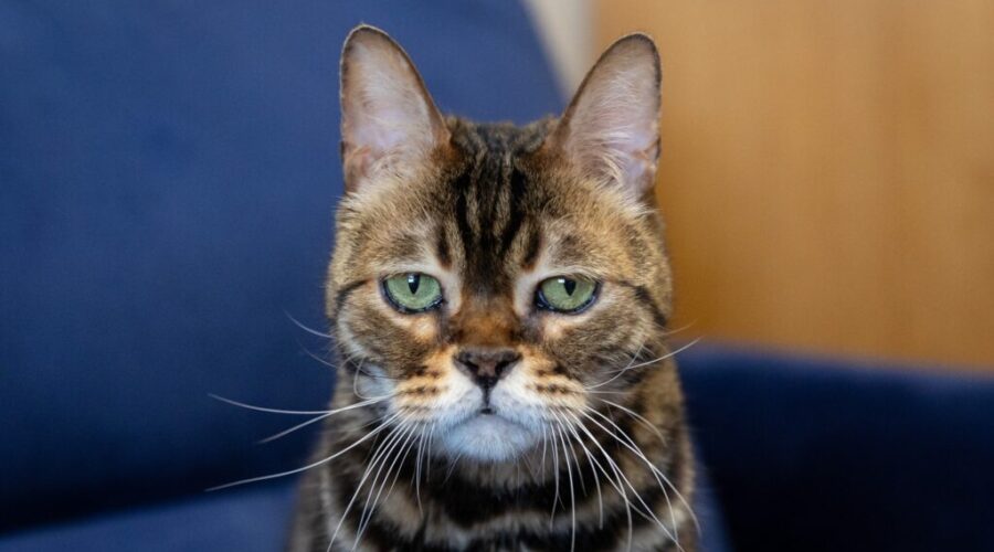 No animals for adoption but house still full, says shelter