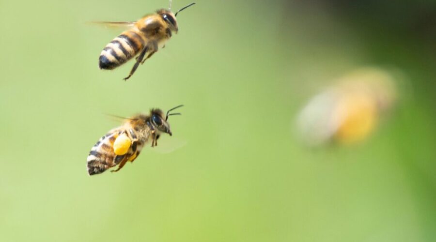 Halifax receives Bee City status
