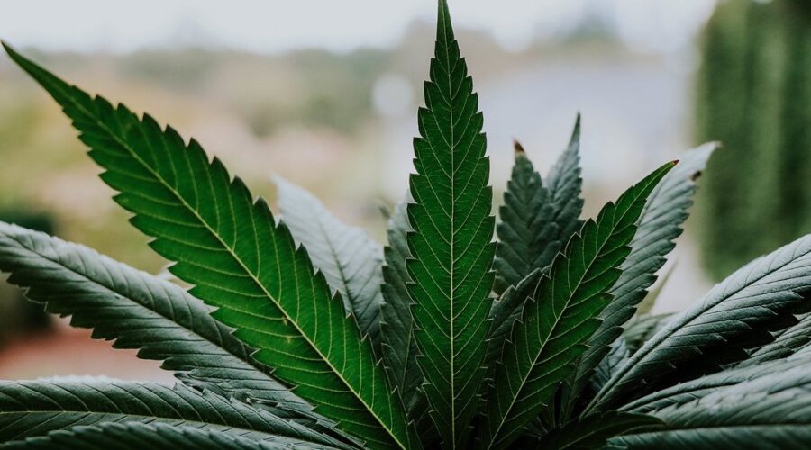 N.S. First Nation creates own law around cannabis control