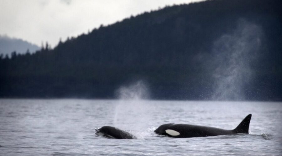 Nova Scotia whale sanctuary project gets major funding boost, still awaiting approval
