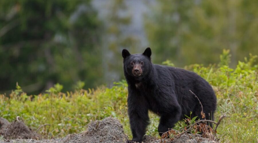 Are bears a problem when hiking?