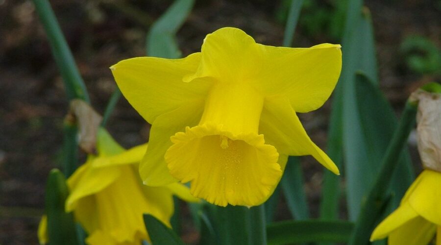The Canadian Cancer Society’s Daffodil Campaign Returns