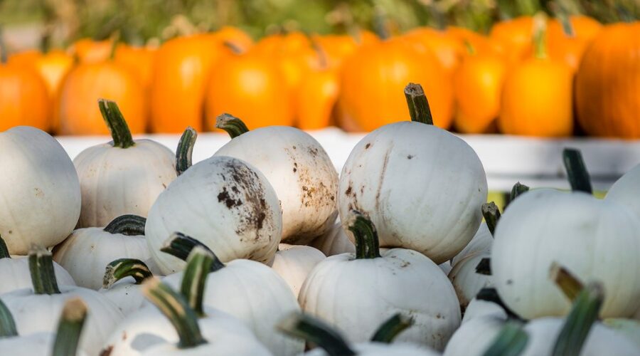 Fall festivities in Nova Scotia