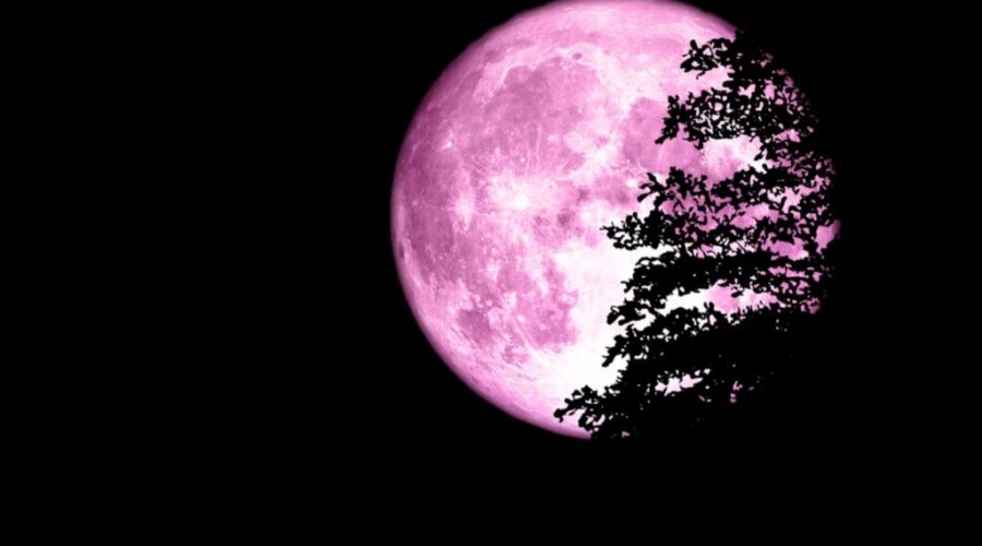 Full Pink Moon will be visible from Halifax tonight