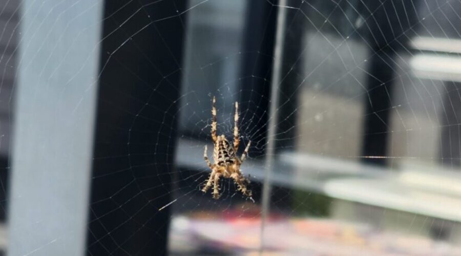 Yes, Spiders ARE Taking Over!