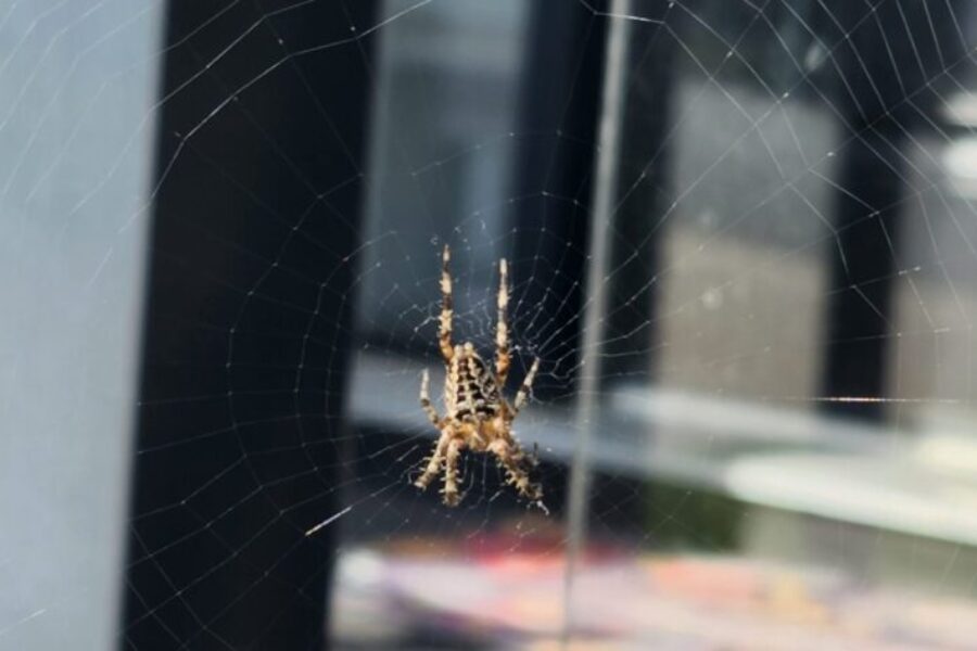 Yes, Spiders ARE Taking Over!