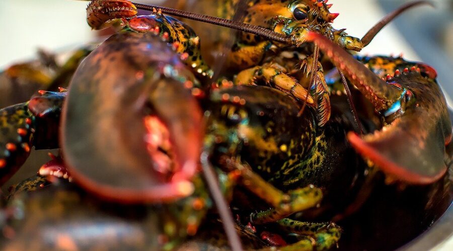 N.S. First Nation loses appeal, must pay legal fees to fishing group
