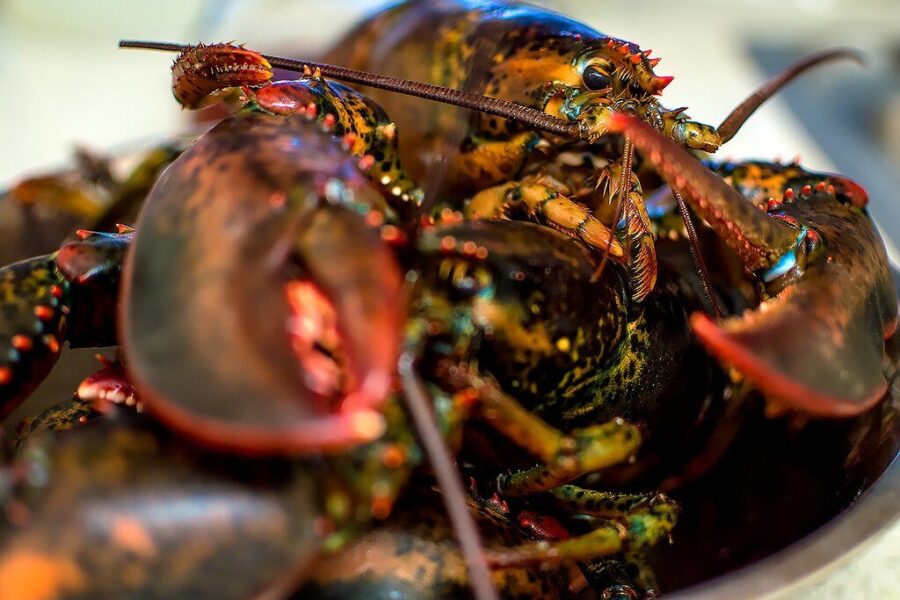 N.S. First Nation loses appeal, must pay legal fees to fishing group