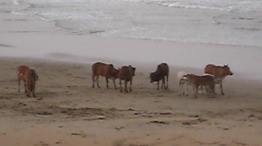 Aggressive cows GORING tourists on the beach!