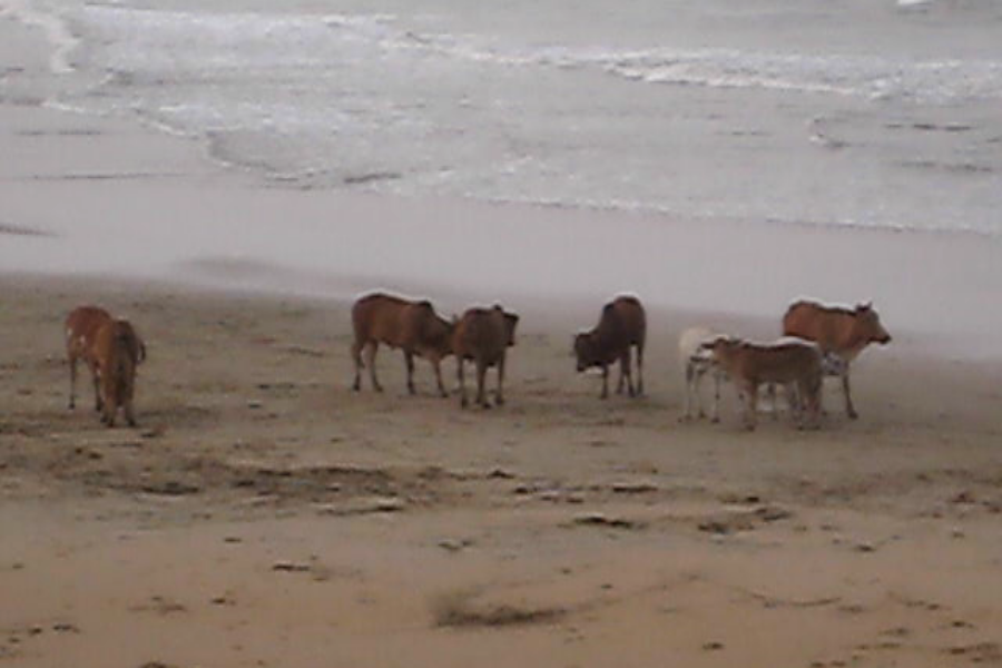 Aggressive cows GORING tourists on the beach!