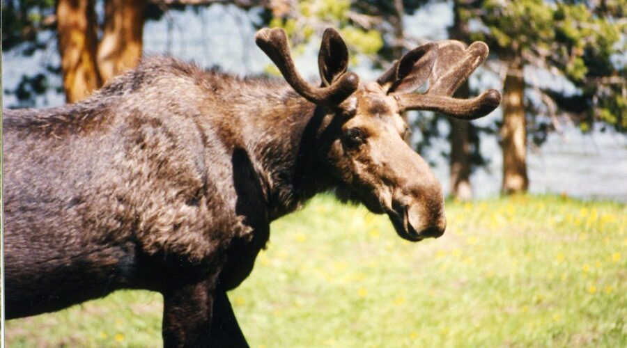 Moose milk is the secret to gut health!