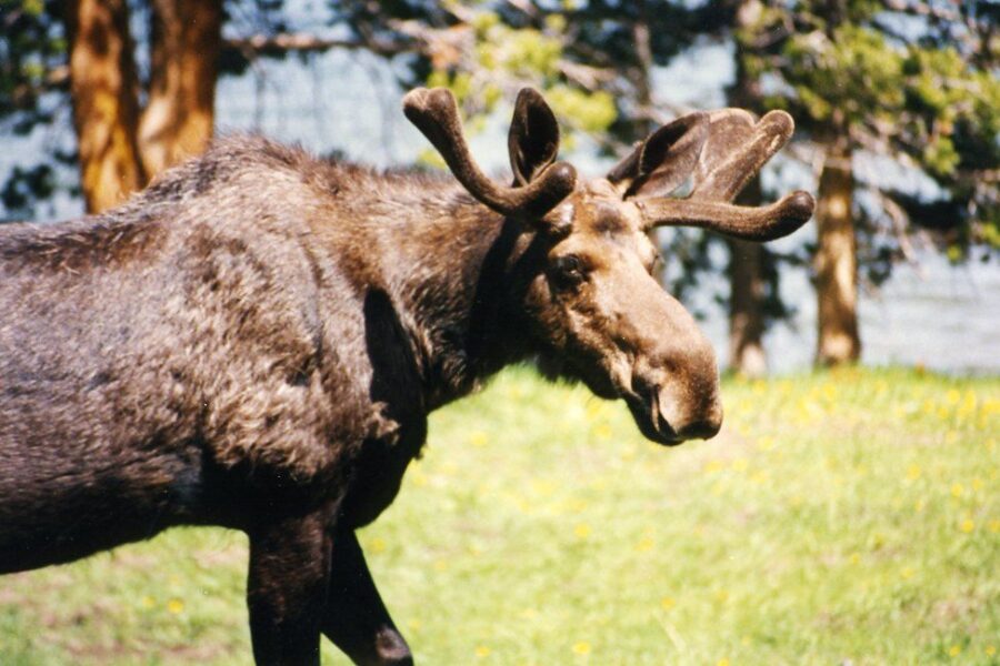 Moose milk is the secret to gut health!