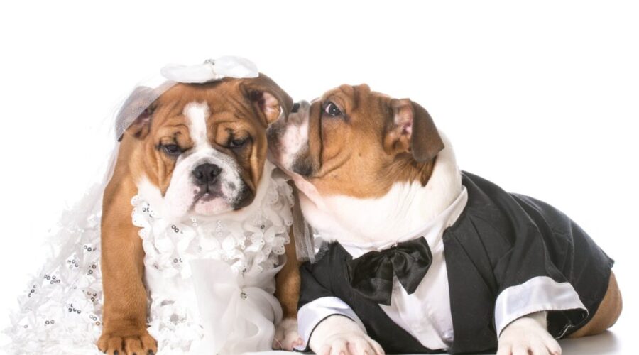 Halifax’s FIRST Dog WEDDING!