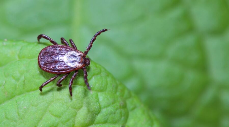 Growing tick season increases risk of disease