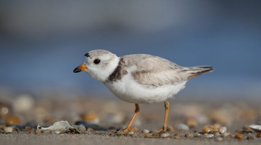 Environmentalists claim win in fight to protect endangered shorebirds in Nova Scotia
