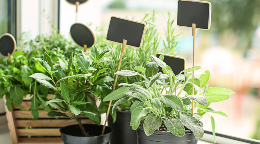 Embrace Fresh Flavors: Top 10 Herbs to Grow on Your Windowsill