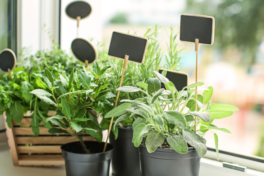 Embrace Fresh Flavors: Top 10 Herbs to Grow on Your Windowsill