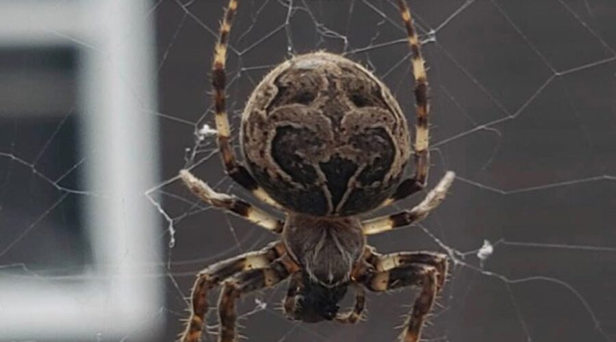 Should Forman Kill His New House Guests?