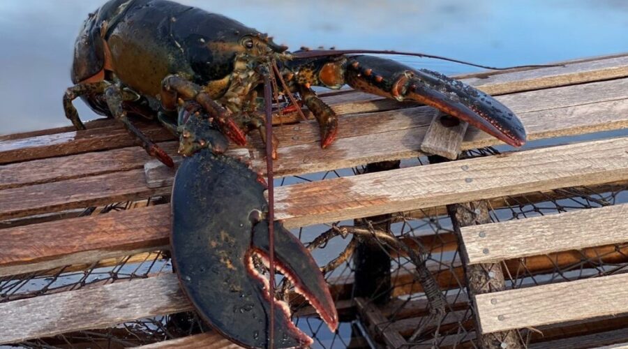 Nevermind groundhogs, Nova Scotia has a LOBSTER!