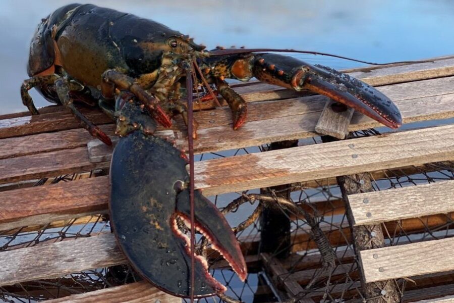 Nevermind groundhogs, Nova Scotia has a LOBSTER!