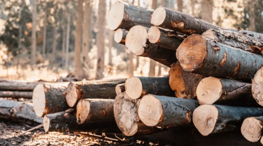 New Podcast Series: Atlantic Canada’s Forest Sector