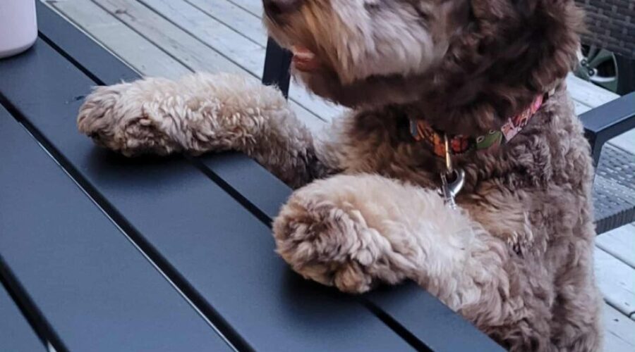 How Much Do Dogs Steal From Their Owners’ Possessions?