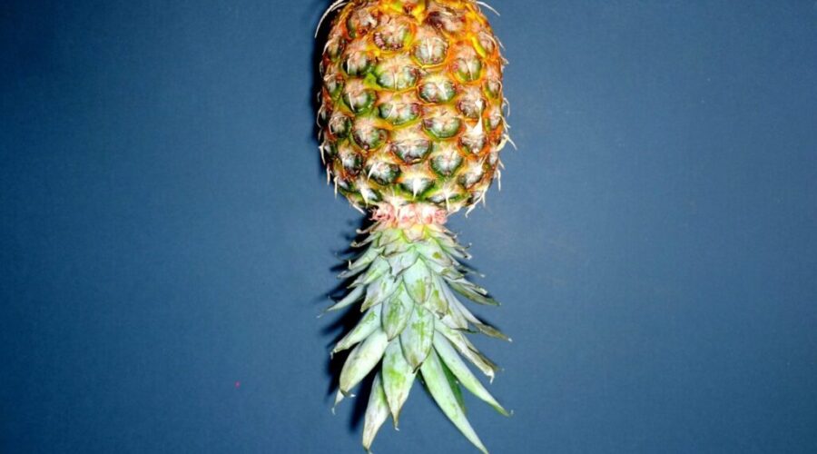 Yup, This is What a Pineapple Means