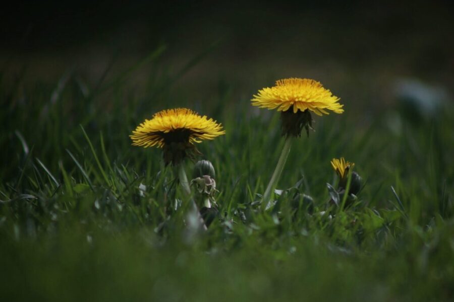 It’s NO MOW MAY!