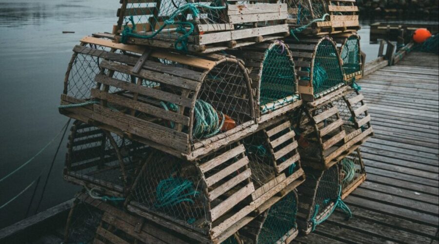 How Much Gravol do you Need to Fish Lobster?