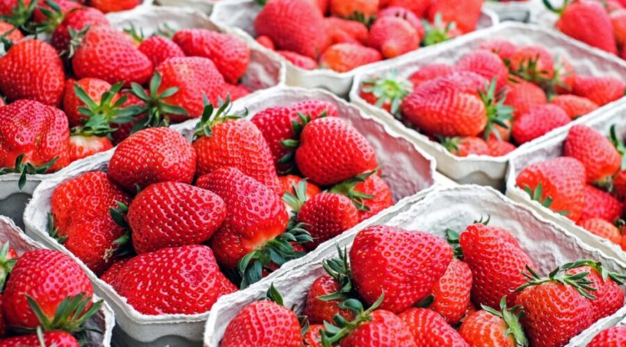 Don’t Torture Your Kids at the Strawberry Patch!