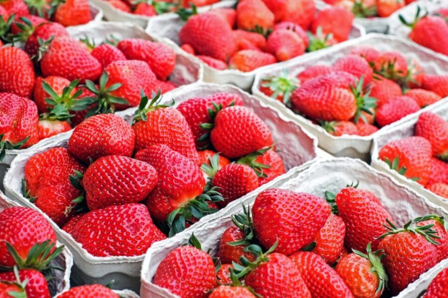 Don’t Torture Your Kids at the Strawberry Patch!