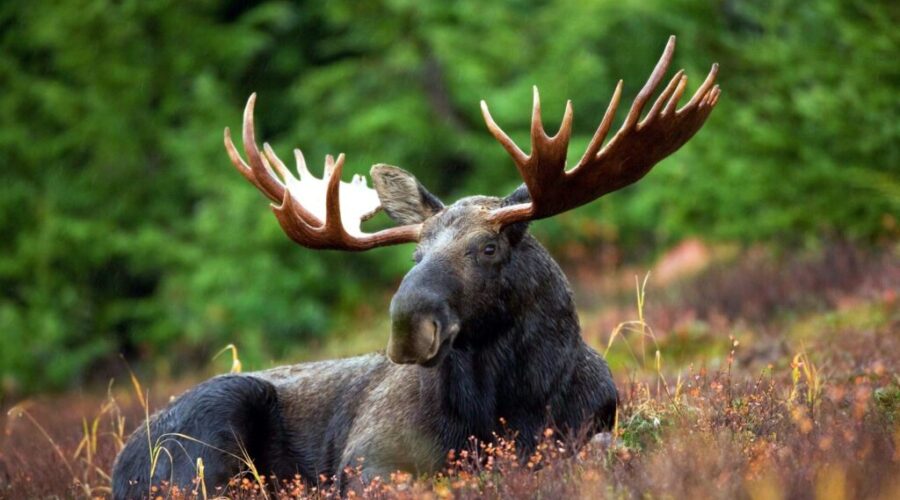 Should We Milk Moose?