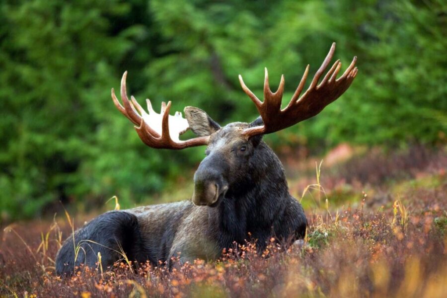 Should We Milk Moose?