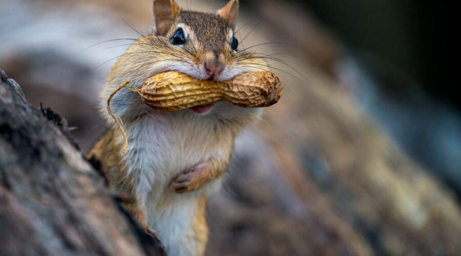The Tale of Tom’s Peanut