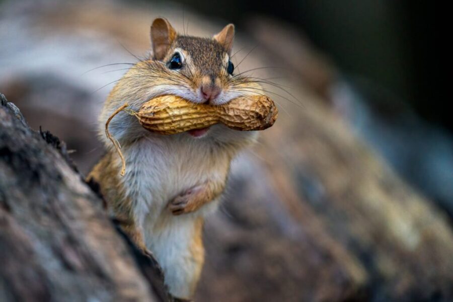 The Tale of Tom’s Peanut