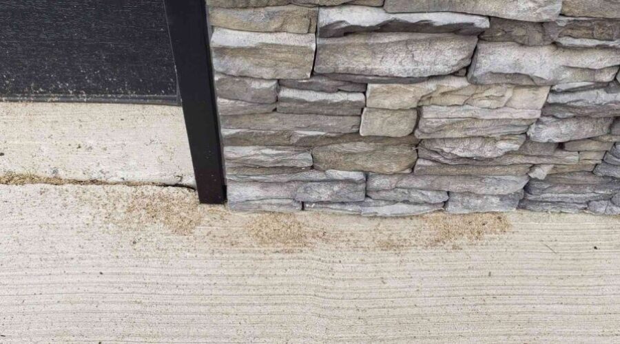 Carpenter ants infestation in Halifax