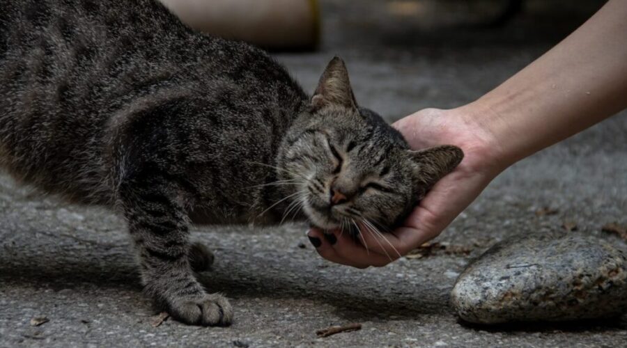 Funding issues forces SPCA to pause program to neuter stray cats