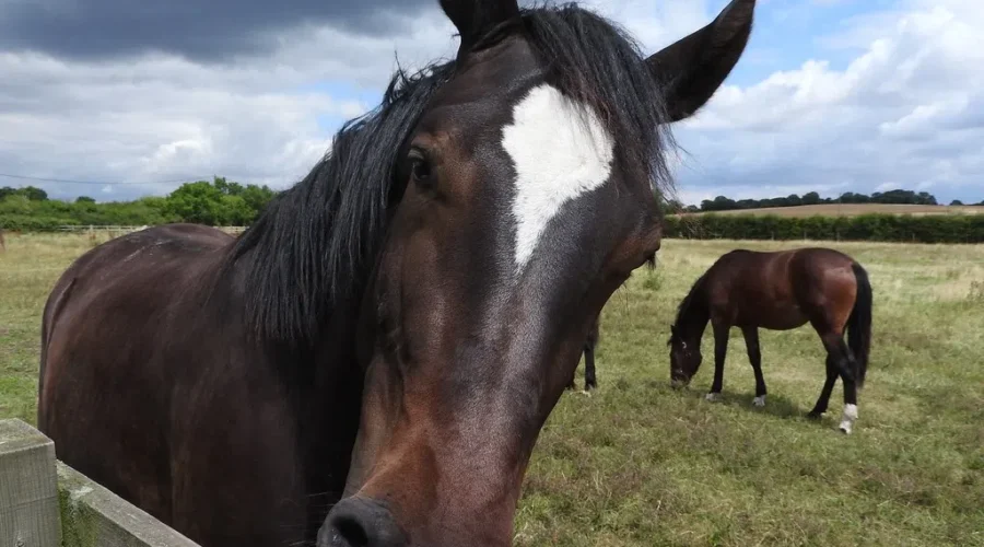 Equine therapy society asking public for help to keep services going