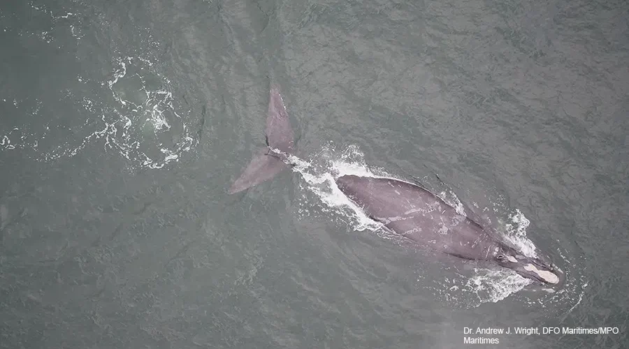 Entangled right whale in Gulf of St. Lawrence