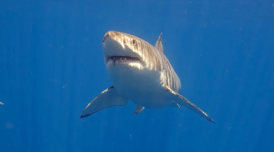 More great whites ‘an absolute win’ says shark expert