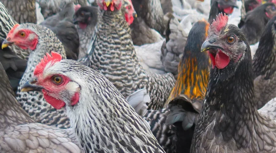 10,000 chickens at farm died after temp soared to 37 degrees, no charges laid