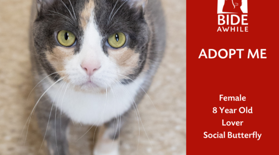 BIDE AWHILE: Tabby Is Ready For A New Home!