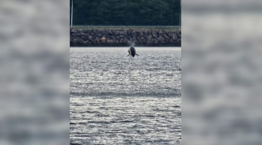 Rare orca sighting near Canso Causeway draws attention
