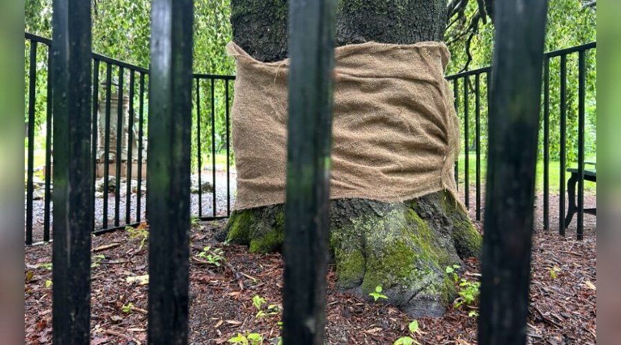 Public Gardens tree in Halifax vandalized again 4 years later