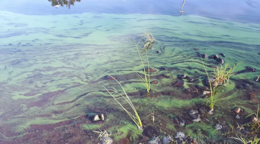 Nova Scotia Health warns of dangers posed by blue-green algae