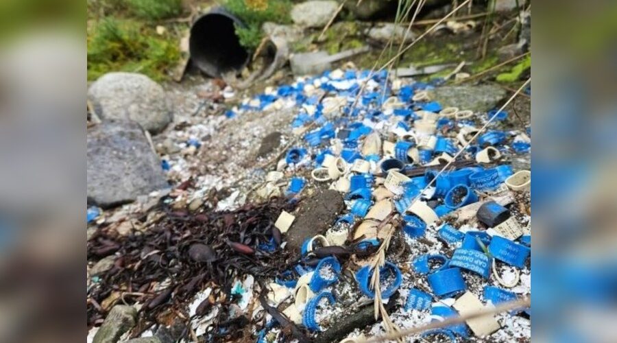 Over 430,000 elastic lobster bands dumped on shorelines in past year